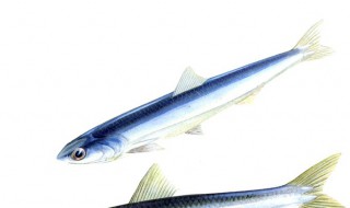 鳀鱼怎么读 鲭鱼图片