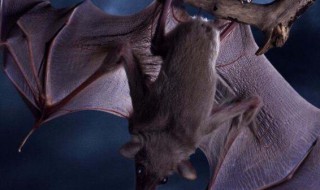 蝙蝠是老鼠变的吗（蚊子最怕的3个克星）