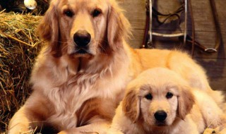 狗狗去世了处理禁忌（狗死后8小时会有意识吗）