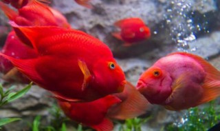 财神鱼和鹦鹉鱼的区别（最旺财的九鱼图）