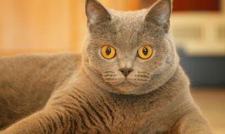 什么人不能养猫 什么人不能养猫风水