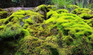 青苔怎样养殖 青苔怎样养殖好