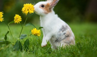 十八罗汉是什么生肖(十八罗汉哪个最厉害)