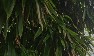 竹子种在院子的什么位置好（门口种竹子风水十大禁忌）