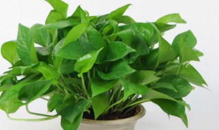 家里养绿萝好吗 家里放绿萝对家里的风水好不好