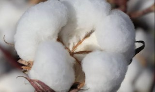 四两棉花歇后语的下一句（四两棉花歇后语的下一句谐音）