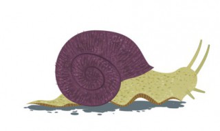 牙齿最多的动物是哪个动物(牙齿最多的动物是谁)