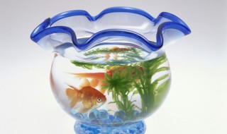 进门见鱼缸风水好吗（进门见什么最好风水）