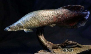 世界上最小的鱼（世界上最小的鱼缸）