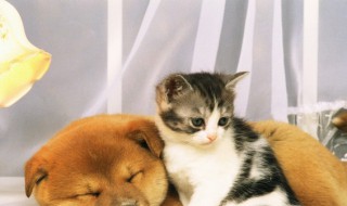 家里丢狗是吉还是凶(狗丢了又回来是吉兆)