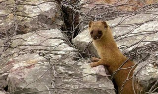 家里有黄鼠狼有何预兆 家里有黄鼠狼怎么请走