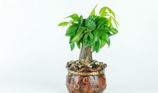 风水植物有哪些 家里风水植物有哪些