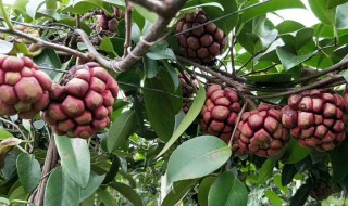 黑老虎怎么种植怎么管理 黑老虎的种植技术及培植