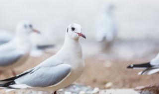 怎么杀鸽子的正确方法 怎样杀鸽子最方法视频