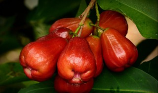 莲雾怎么正确吃法（莲雾正确吃法图解）