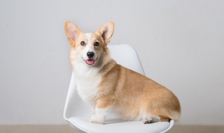 梦见小狗什么征兆（梦见小狗是什么兆头）