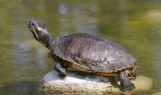 乌龟长途怎么携带 乌龟出门坐车怎么携带方便