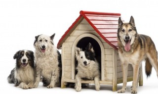 小狗英语怎么读 小狗英语怎么读音发音