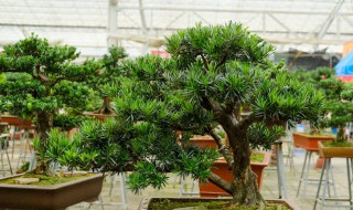 罗汉松的快速繁殖方法 罗汉松的快速繁殖方法有哪些