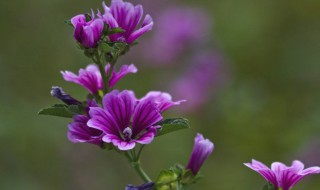 麻杆花的繁殖方法（麻杆花的繁殖方法）