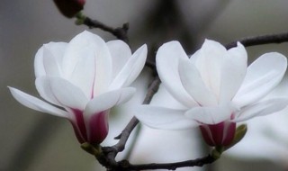 夫妻花繁殖方法（夫妻花怎么栽培）