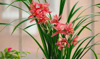 兰花种子繁殖方法（兰花种子繁殖方法有哪些）