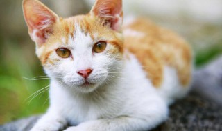 猫有什么特点 猫的特点和生活特征