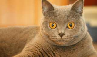 猫的外形特点（猫的外形特点写句子）