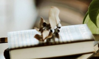 缩怎么组词（编怎么组词）