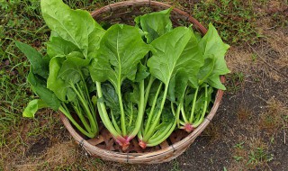 菠菜如何种植方法 菠菜种子怎么播种