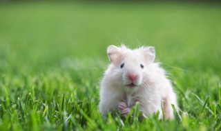 仓鼠渴死前的表现（仓鼠渴死前的表现视频）