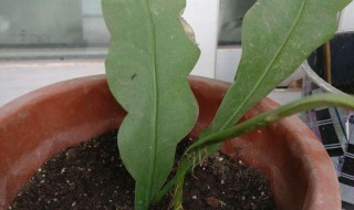 假昙花的繁殖方法 假昙花的扦插方法