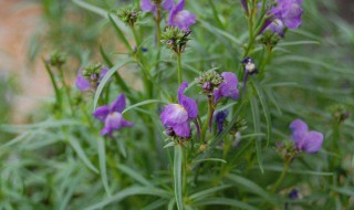 金鱼草的繁殖方法（金鱼草怎么繁殖）