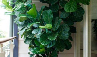 琴叶榕繁殖方法 琴叶榕繁殖方法和技术