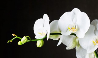 金边虎尾兰的繁殖方法（金边虎尾兰的繁殖方法图解）