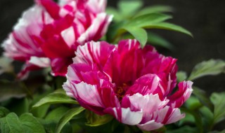 四季牡丹的繁殖方法 四季牡丹如何繁殖