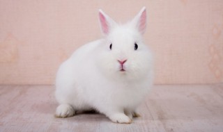 兔子的外形特点描写 兔子的外形特点描写50字