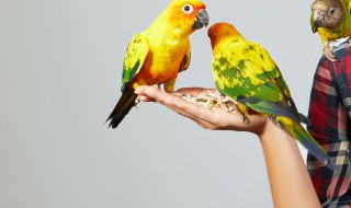 牡丹鹦鹉繁殖箱制作方法（牡丹鹦鹉繁殖箱制作方法图片）