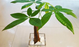 发财树水培怎么养殖 发财树可以一直水培吗