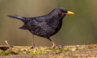 鸲鹆怎么读（荼蘼怎么读）