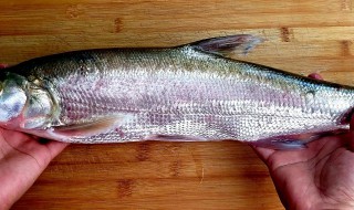 鲁子鱼怎么做好吃（鲽鱼怎么做好吃又简单）