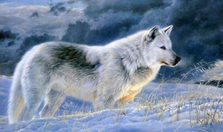 狼的性格特点是什么（狼的精神）