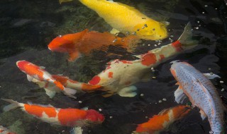 锦鲤的繁殖方法（锦鲤的繁殖方法及鱼苗培育技术）