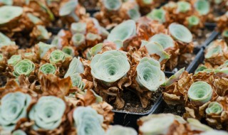 山地玫瑰繁殖方法 山地玫瑰繁殖方法有哪些