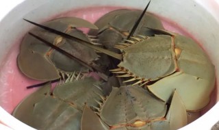 鲎怎么吃 一只鲎的价格大约多少