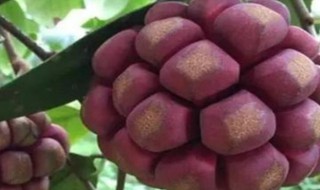 黑老虎水果怎么吃（黑老虎的功效与作用）