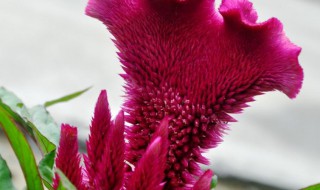 鸡公花怎么吃 鸡公花怎么吃 吃了治什么病