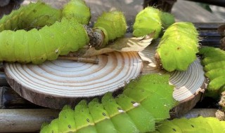 东北大绿蚕怎么吃法（绿色蚕虫做法大全）