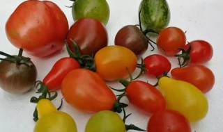 七彩果怎么吃 七彩果和人参果的区别