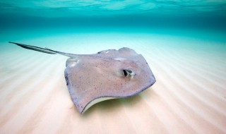 魟鱼怎么读 魟鱼怎么读拼音